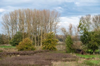 Scheldt Nehri, Wichelen, Flanders, Belçika 'nın renkli bitki örtüsüyle dolu doğal sel ovası.