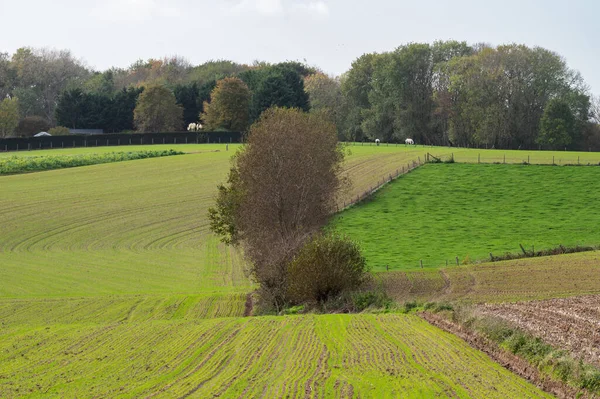 stock image Green hills and meadows at the Flemish countryside in autumn, Asse, Belgium