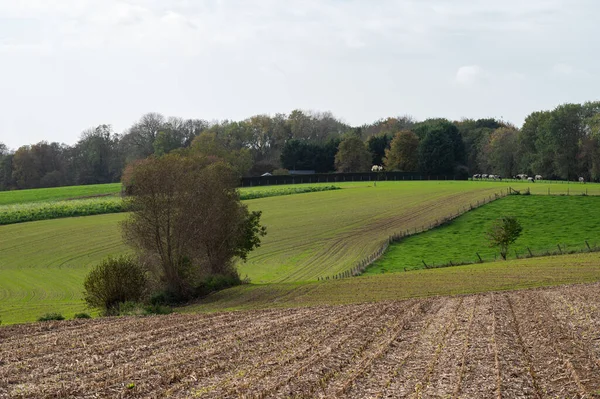 Grüne Hügel Und Wiesen Der Flämischen Landschaft Herbst Asse Belgien — Stockfoto