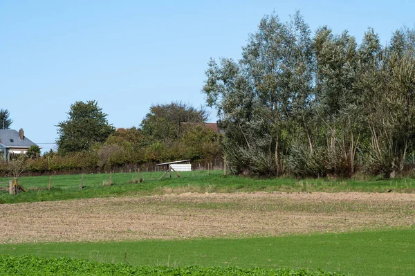 Grüne Felder Der Flämischen Landschaft Asse Ter Heide Belgien — Stockfoto