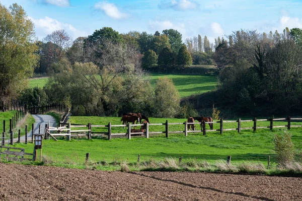 Зеленые Сельскохозяйственные Поля Фламандской Сельской Местности Asse Ter Heide Бельгия — стоковое фото