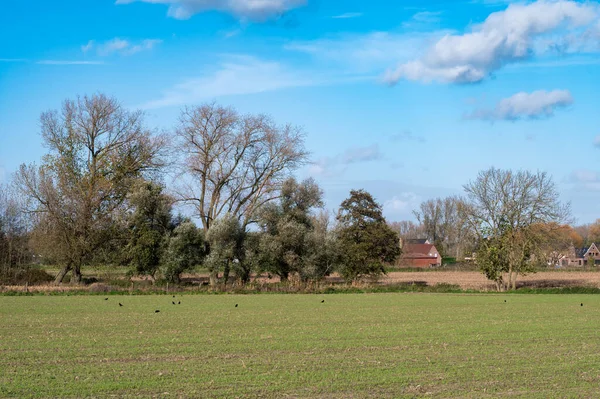 Zelené Louky Zemědělská Půda Domy Nad Modrou Oblohou Kolem Aalstu — Stock fotografie