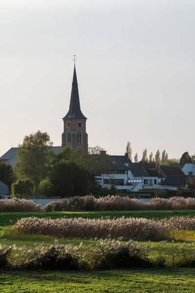 보이는 초목들 벨기에 플랑드르 — 스톡 사진