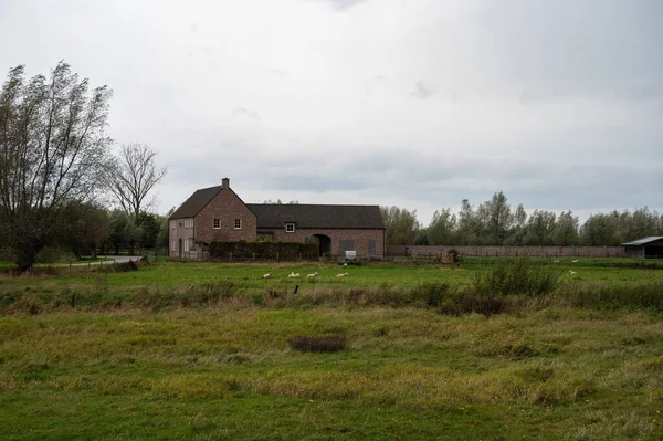 Boerderij Groen Grasveld Het Vlaamse Platteland Rond Wichelen Flmish België — Stockfoto