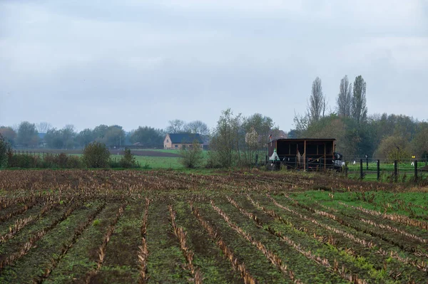 Sklizená Půda Zemědělské Půdy Kůlna Pozadí Vlámském Venkově Berlare Belgie — Stock fotografie