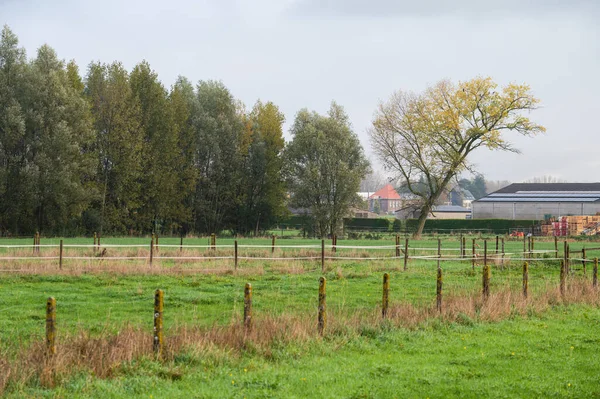 緑の庭園と牧草地の景色 Dendermonde Flander ベルギー — ストック写真