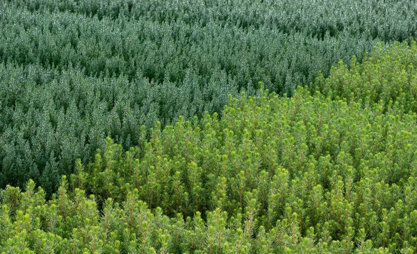 Primer Plano Textura Verde Los Pinos Cultivados Dendermonde Flandes Bélgica — Foto de Stock