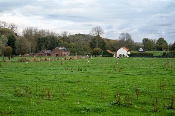 Zelená Pole Pasoucí Jeleni Farmy Vlámském Venkově Kolem Dilbeeku Flandry — Stock fotografie