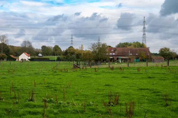 緑のフィールド 放牧鹿や農場ディルベーク フランダース ベルギー周辺のフランダース地方で — ストック写真