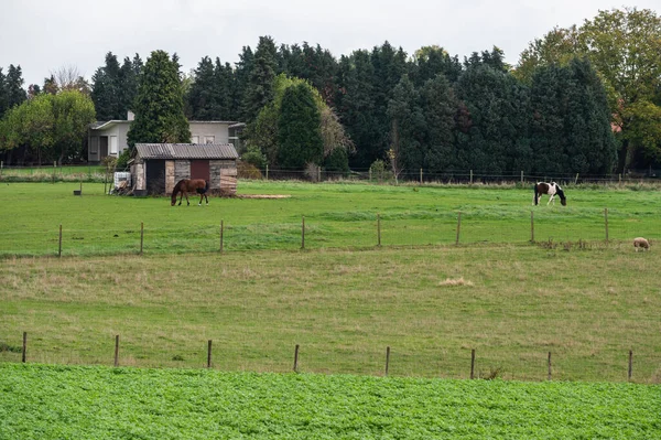 Zellik Flanders Belçika Çevresindeki Flaman Kırsalında Yeşil Tarlalar Ahşap Zımbalar — Stok fotoğraf