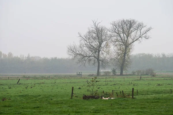 Stock image Bare winter trees over foggy agriculture land at the Flemish Countryside around Zemst, Flanders, Belgium