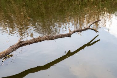 Çıplak ağaç dalları Beauchamp sulak alanları, Arles, Provence, Fransa 'nın su birikintisini yansıtıyor.