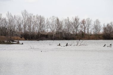 Beauchamp göleti ve bataklığının manzarası, Arles, Provence, Fransa