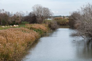 Baux vadisi kanalı Beauchamp bataklığının doğal parkında, Arles, Provence, Fransa