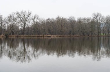 Reflecting bare trees in the pond of the provincial domain, Kessel-Lo, Brabant, Belgium