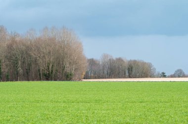 Green agriculture fields and bare winter trees around Merchtem, Flemish Brabant Region, Belgium