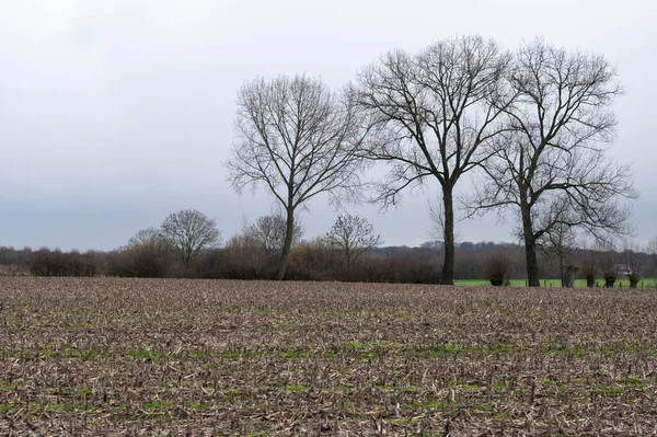 Vysazeno Kukuřičné Pole Vlámském Venkově Okolí Relegem Vlámský Brabantsko Belgie — Stock fotografie