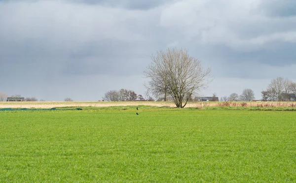Green Agriculture Fields Bare Winter Trees Merchtem Flemish Brabant Region — стокове фото
