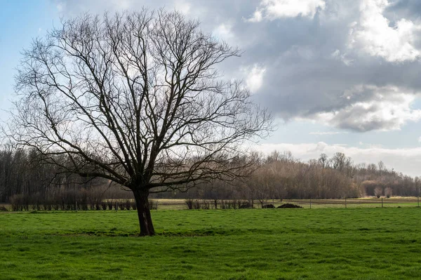 Bäume Und Grüner Rasen Der Belgischen Landschaft Während Des Winters — Stockfoto