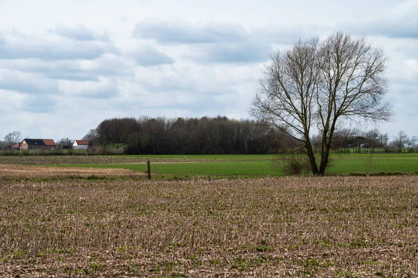 Vykácená Kukuřičná Pole Statky Vlámském Venkově Okolí Ternat Brabant Belgie — Stock fotografie