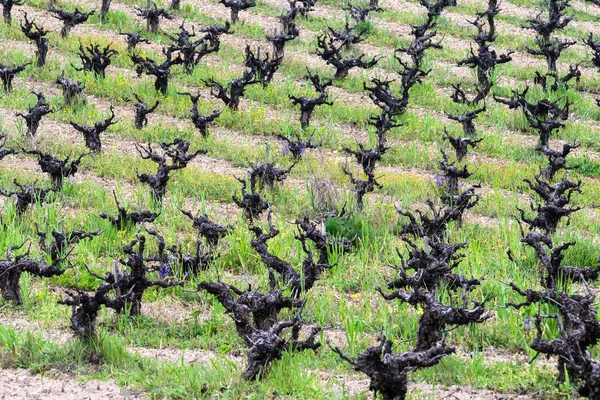キプロスのブドウ畑 ストロンビで裸のワインの列 — ストック写真