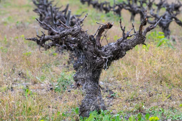 ブドウ畑 ストロンビ キプロスの裸のワインのランクの閉鎖 — ストック写真