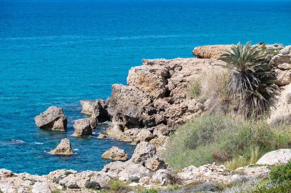 Камені Трахікарпусні Пальми Пляжі Коралової Затоки Кіпрі — стокове фото