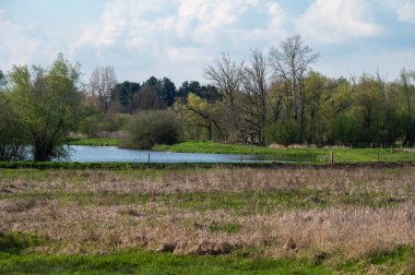 Sarı kamışlı bataklık havuzu Diest, Flaman Brabant, Belçika