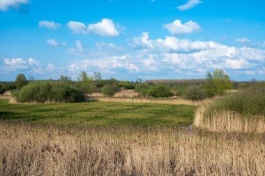 Yeşil ve sarı çim ve sazlıklar diyet, Flaman Brabant, Belçika