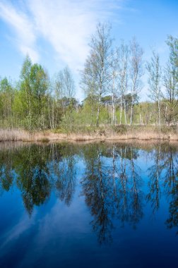 Gerhagen doğa parkında ve bataklıkta mavi gökyüzünde suyla yansıyan ağaçlar, Tessenderlo, Belçika
