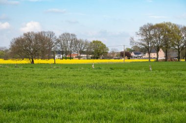 Flaman kırsalında, Eindhout, Belçika 'da yeşil ve sarı kolza tohumu ve ağaç tarlaları