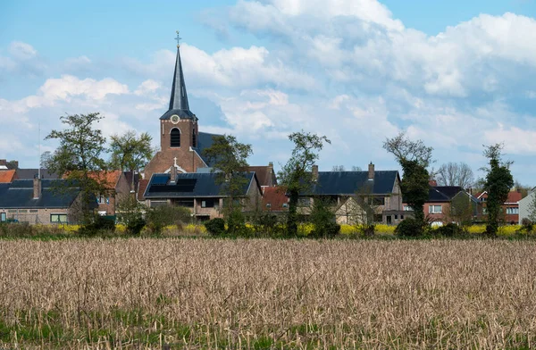 ベルギー フランダース ブラバント州ゲッツ 2023年4月21日 背景にある村とカラマツの塔を持つ黄色のトウモロコシ畑 — ストック写真