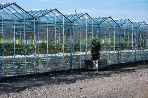 比利时安特卫普省拉克达尔 2023年4月21日 为种植植物修建玻璃和钢结构温室 — 图库照片