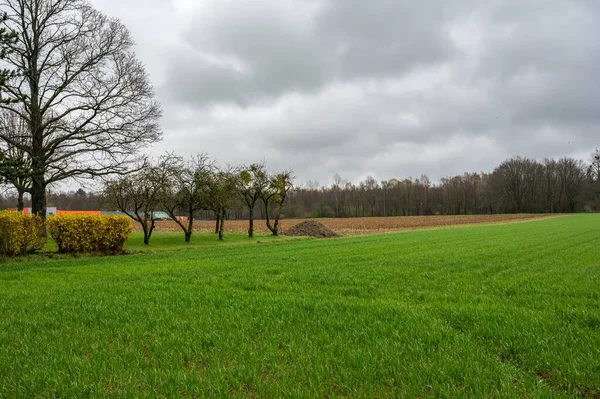 Zemědělská Pole Osetou Půdou Stromy Vlámském Venkově Kolem Kortenbergu Vlámský — Stock fotografie