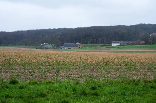 Zemědělská Pole Osetou Půdou Vlámském Venkově Kolem Kortenbergu Vlámský Brabantsko — Stock fotografie