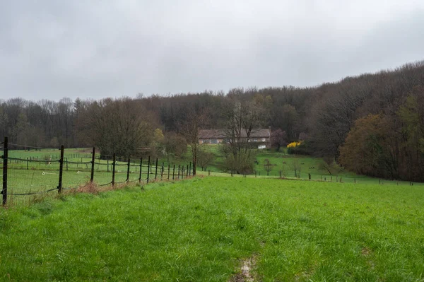 Bäume Und Grüne Wiesen Der Flämischen Landschaft Bertem Flämisch Brabant — Stockfoto