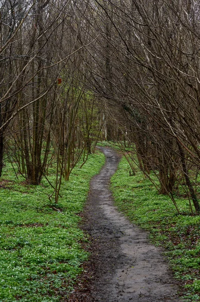 Muddy Μονοπάτι Μέσα Από Δάσος Bertem Φλαμανδική Brabant Region Βέλγιο — Φωτογραφία Αρχείου