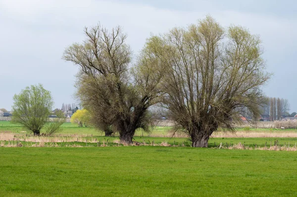 Zielone Pola Lasy Flamandzkiej Wsi Wokół Oplinter Tienen Belgia — Zdjęcie stockowe
