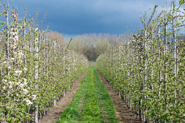 ベルギー フランダース ブラバント州ズートルー周辺の果樹園で1列に花を咲かせる果樹 — ストック写真