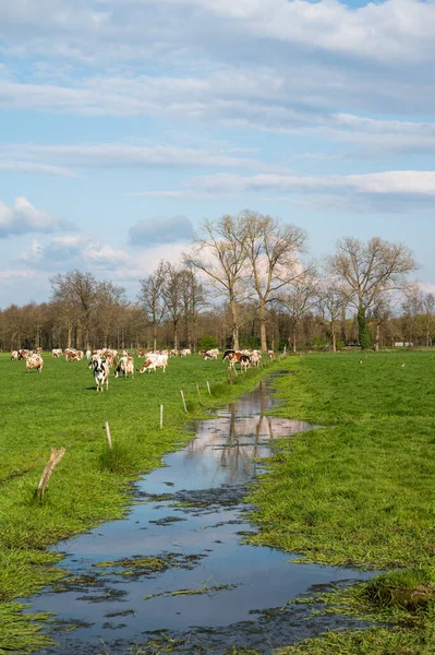 ベルギー フランダース ブラバント州ディースト周辺の放牧牛のいる湿地と緑の農地 — ストック写真