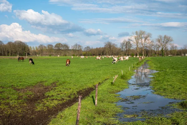 ベルギー フランダース ブラバント州ディースト周辺の放牧牛のいる湿地と緑の農地 — ストック写真