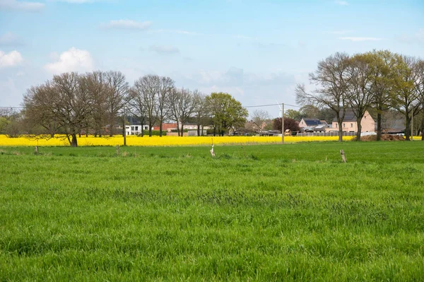 Grüne Und Gelbe Raps Und Baumfelder Der Flämischen Landschaft Eindhout — Stockfoto