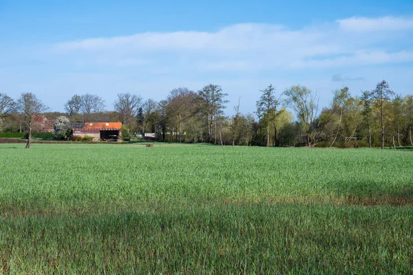 ベルギー アントワープ州Meerhoutのフランダース地方の農業分野と木 — ストック写真