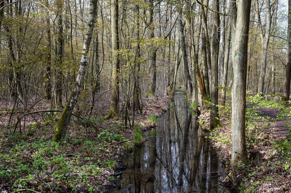 Drzewa Odzwierciedlające Mały Staw Wodny Herselt Prowincja Antwerpia Belgia — Zdjęcie stockowe