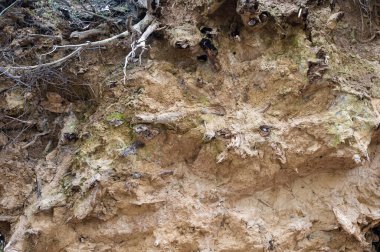 Düşen bir ağaç kökü üzerindeki kahverengi toprağın pürüzlü dokusu, Watermael-Boitsfort, Brüksel, Belçika