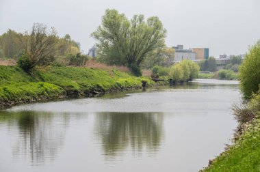Dender Nehri 'nin kıyısında doğa. Arka planda endüstri, Dendermonde, Doğu Flanders, Belçika.