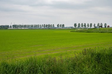 Hulst, Zeeland, Hollanda çevresindeki Hollanda kırsalında yeşil tarım alanları ve doğa