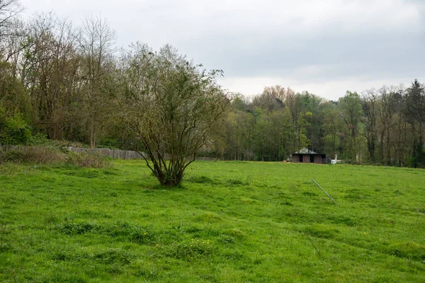 Zelená Pole Stromy Regionu Avijl Plateau Uccle Brusel Belgie — Stock fotografie