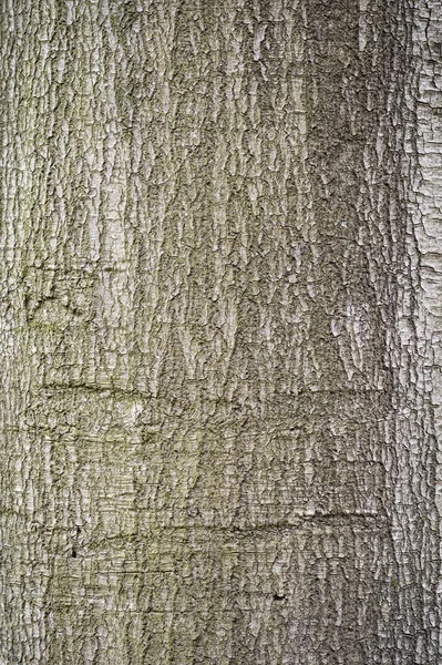 比利时布鲁塞尔Watermael Boitsfort覆盖苔藓的粗糙树干 — 图库照片