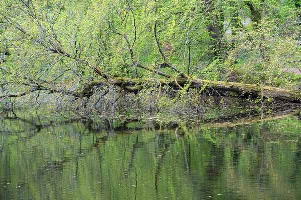 벨기에 브뤼셀에 포르의 연못에서 나무들 반사되는 — 스톡 사진